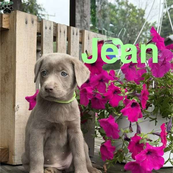 Jean, Silver Labrador Retriever Puppy